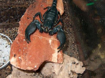 Pandinus imperator 4