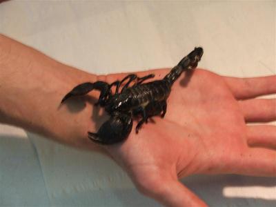 Pandinus imperator 5