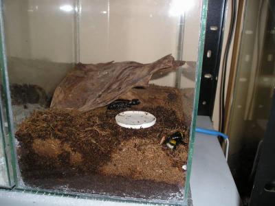 Skorpionui desertas