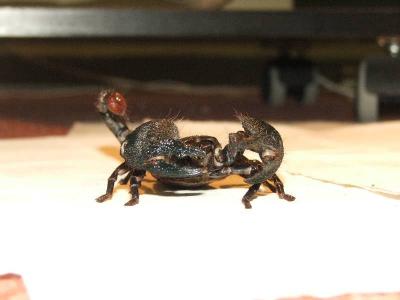 Pandinus imperator 8