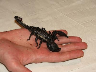 Pandinus imperator 6