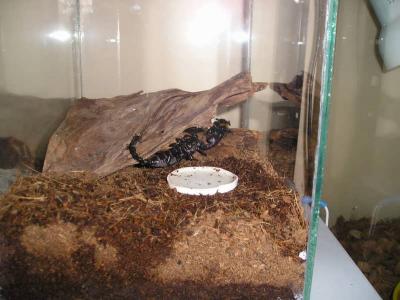Pandinus imperator 9
