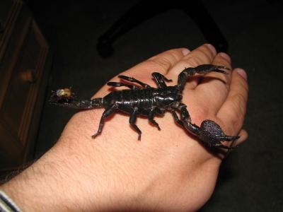Pandinus imperator (mažesnis)