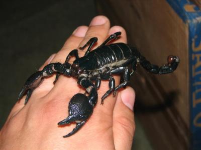 Pandinus imperator (didesnis)