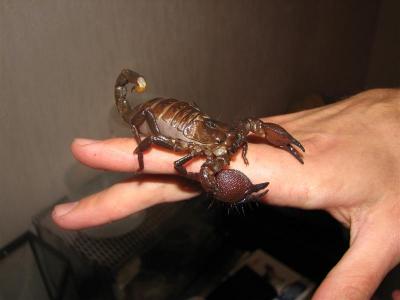 Pandinus imperator 10
