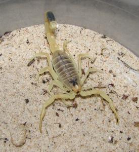 Leiurus quinquestriatus