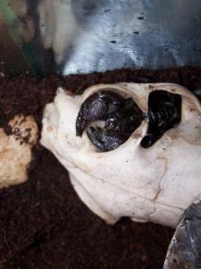Pandinus imperator 12