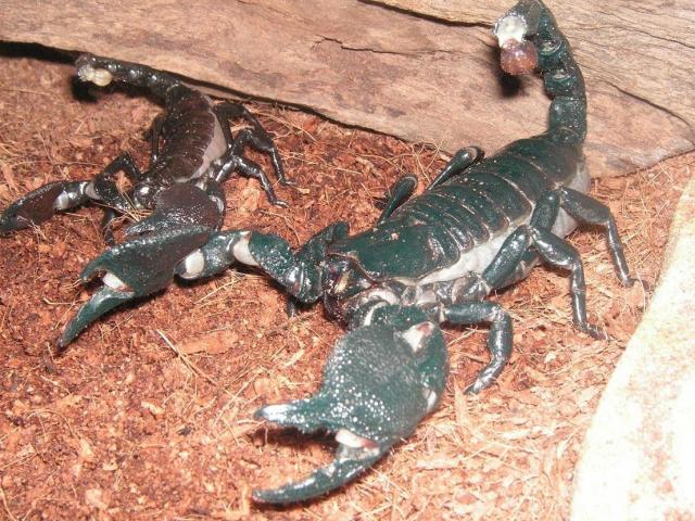 pandinus imperator
