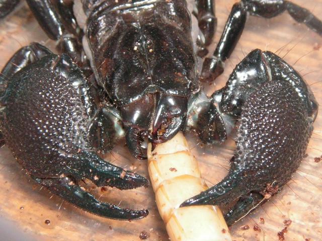 pandinus imperator