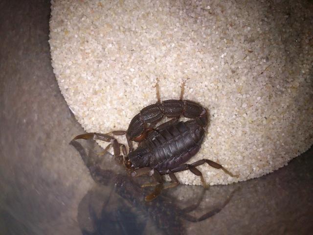 Parabuthus transvaalicus