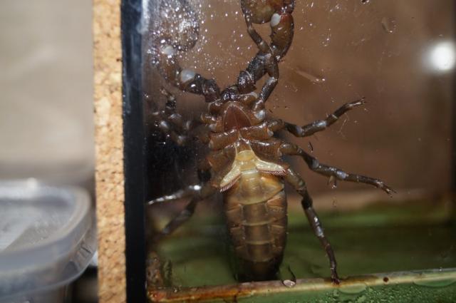 Pandinus imperator