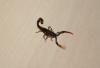 scorpio_t1.jpg