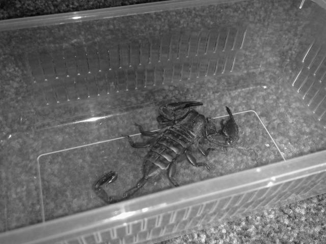 The Red Flat Rock Scorpion
