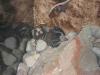 skor_t1.jpg