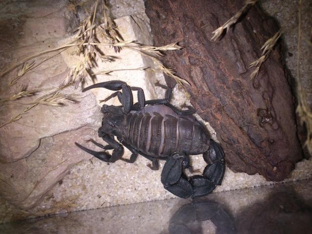 Androctonus mauretanicus