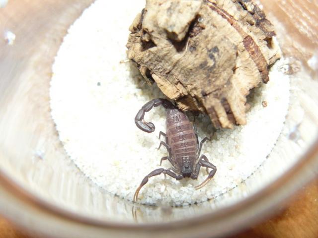 Hottentotta judaicus