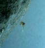 spermatoforas_t1.jpg