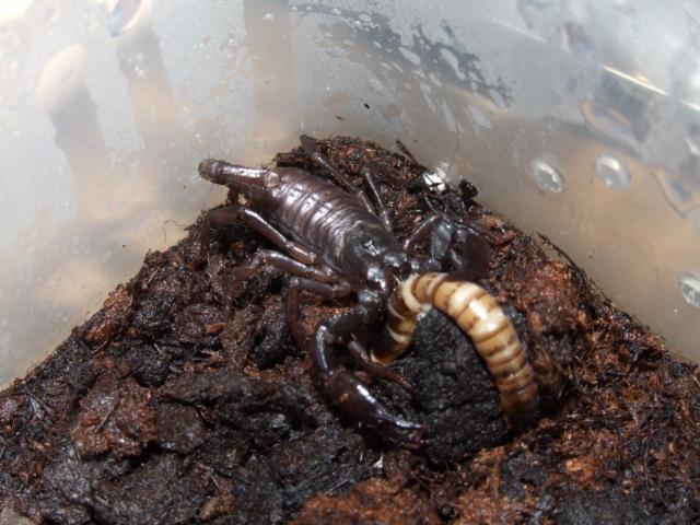 Heterometrus Spinifer