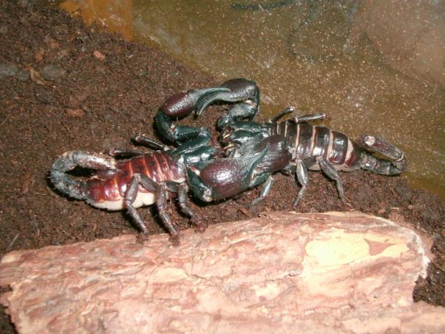 Heterometrus spinifer