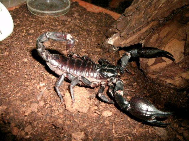 Heterometrus spinifer