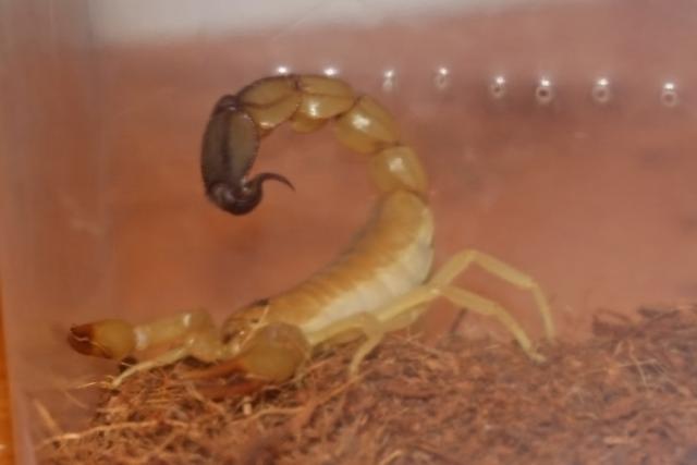 Skorpionas