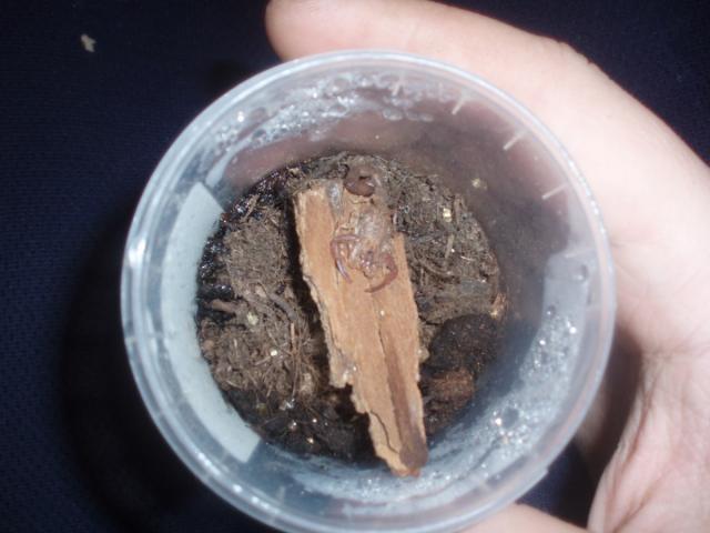 T. falconensis