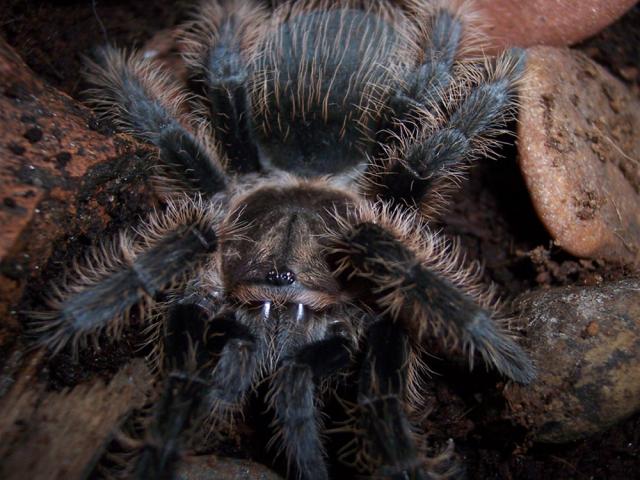 B.albopilosum