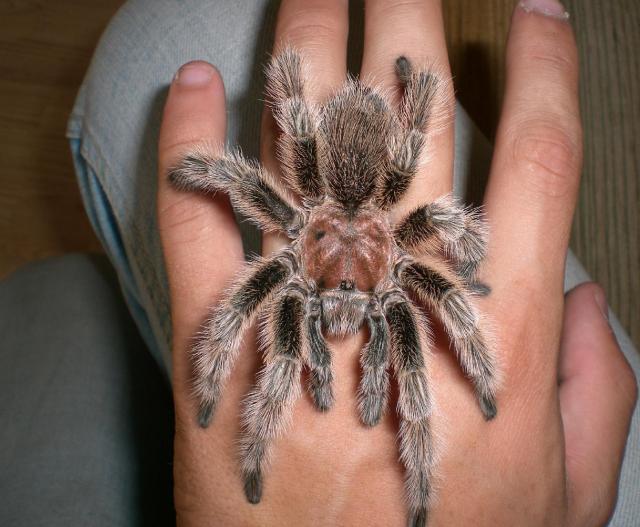 G. Rosea