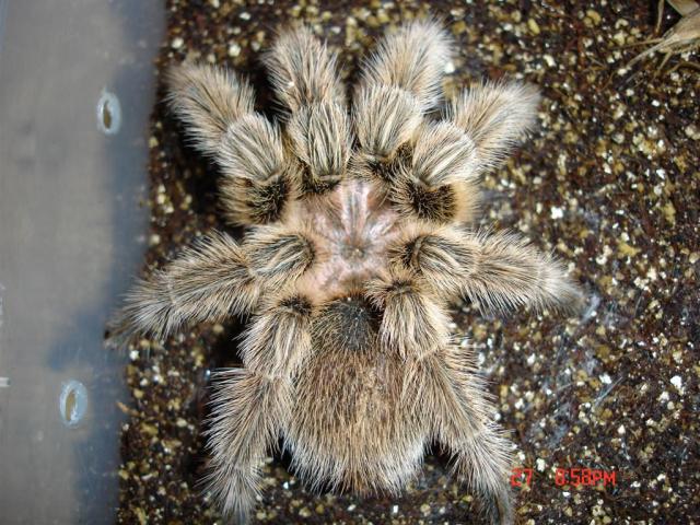 G.rosea