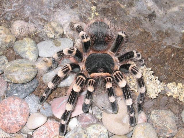 Acanthoscurria geniculata 