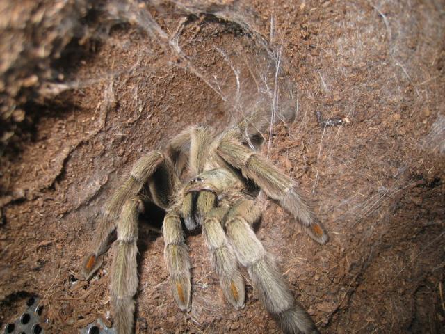 Psalmopoeus Cambridgei L13