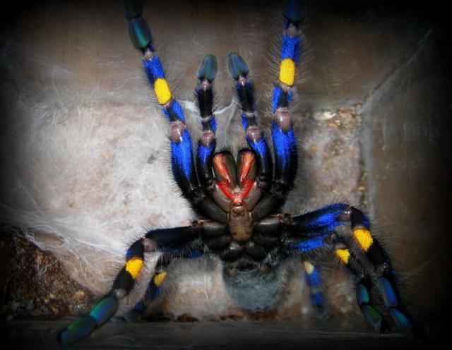 Poecilotherija Metallica