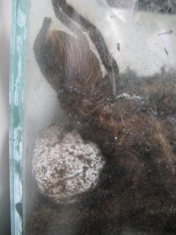 B. albopilosum'ė + kokonas