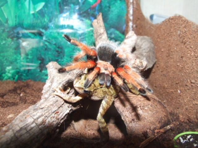 B.boehmei