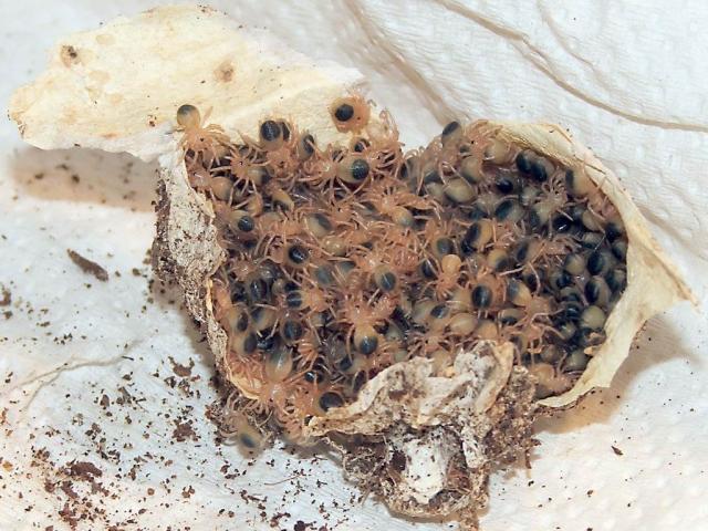 Albopilosum