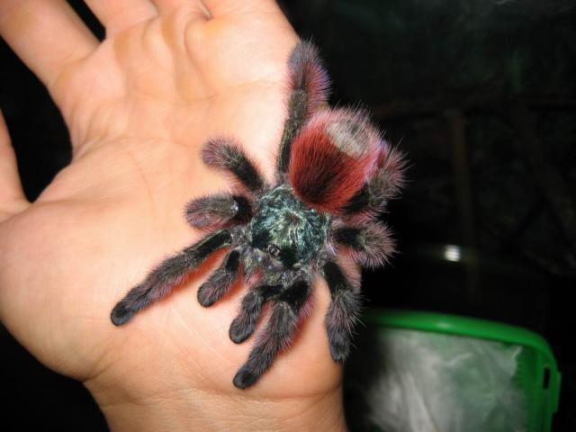 Versicolor