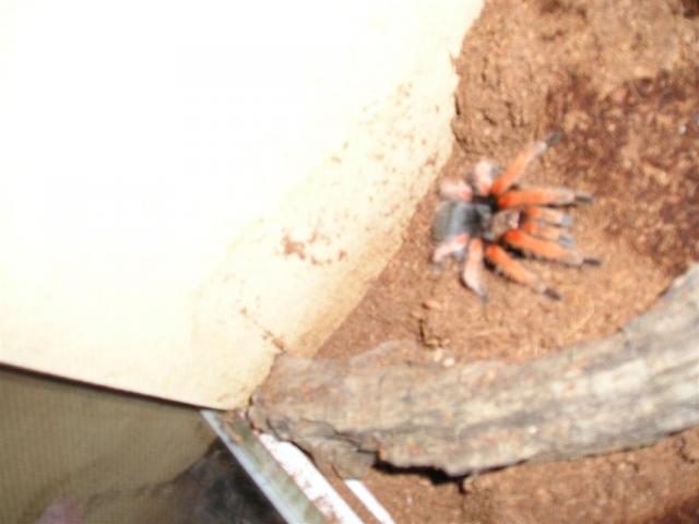 B.boehmei