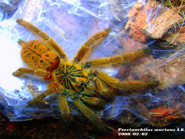Pterinochilus murinus