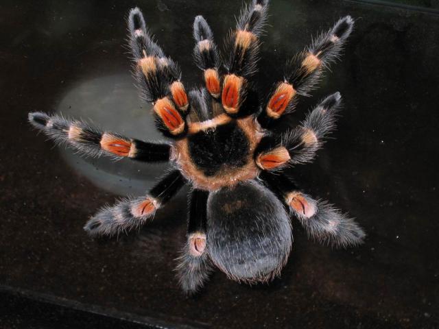 Smithi