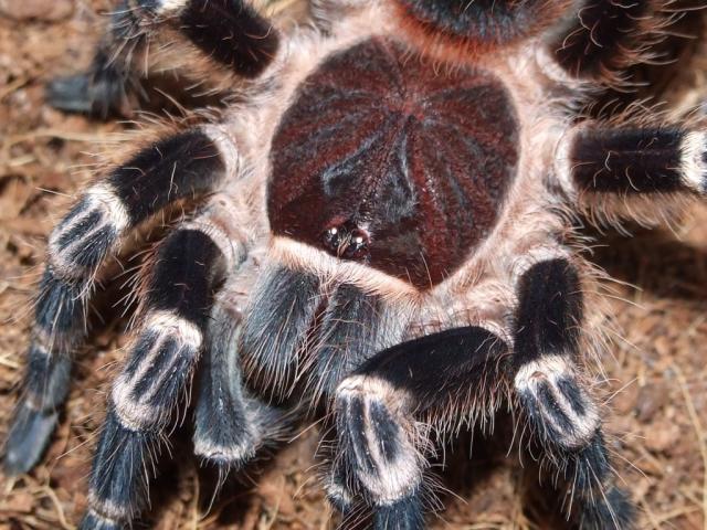 Acanthoscurria Brocklehursti