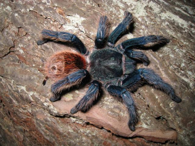Chromatopelma cyaneopubescens