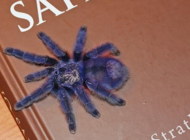 Turbūt A. versicolor