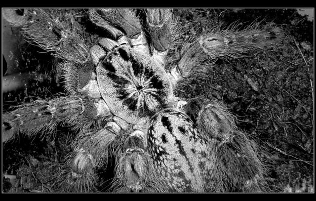 H. maculata