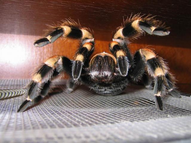 smithi