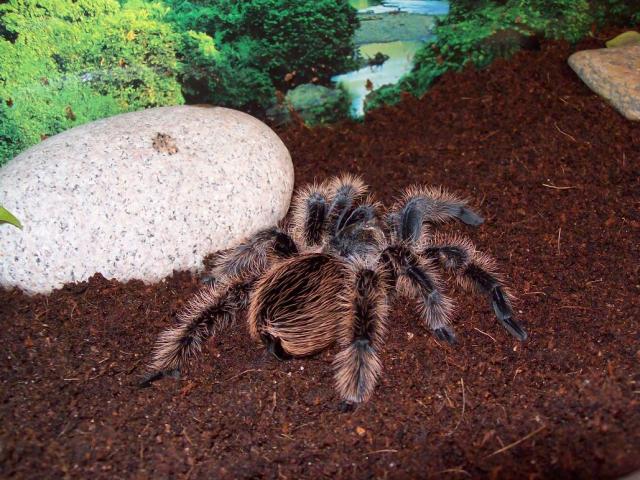 B. albopilosum