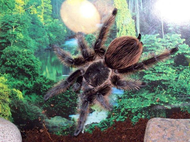 B. albopilosum