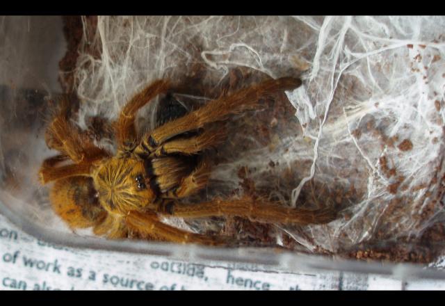 P. murinus