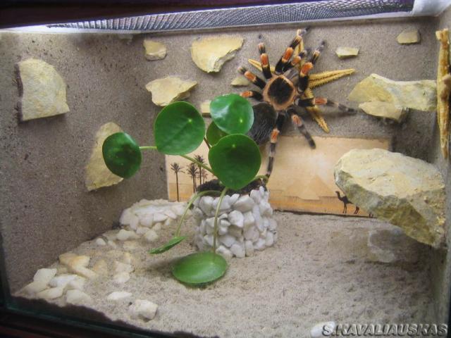 Smithi