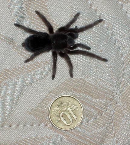 G. pulchra