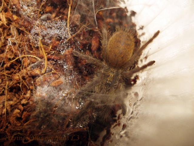 P. murinus